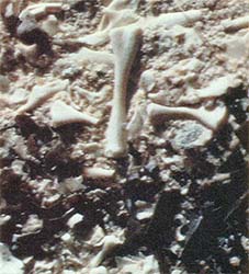Many millions of years ago, around the time the Appalachians were formed, these bones turned to stone. They were recently unearthed by our fossil-hunting author.